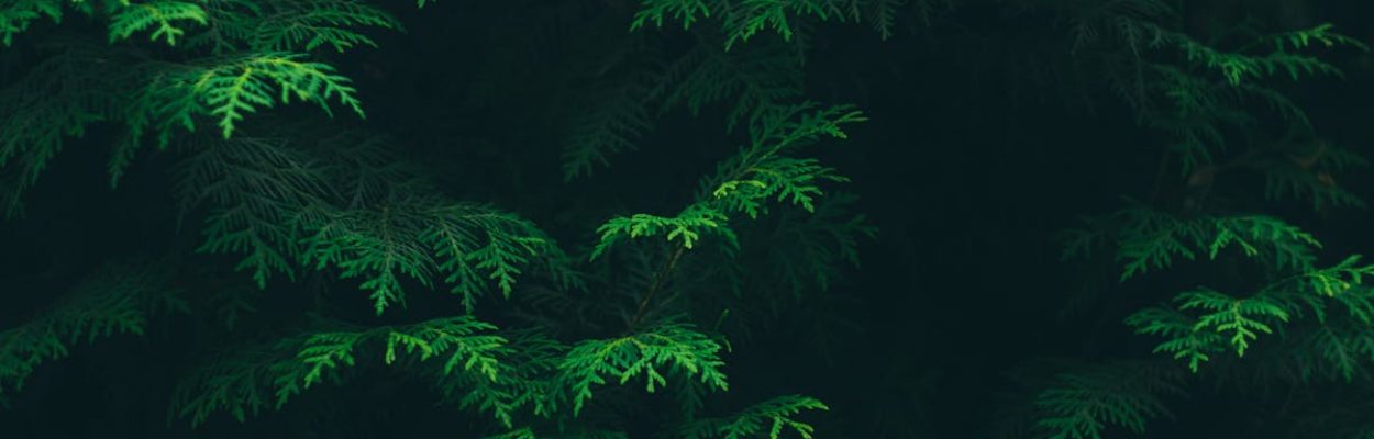 Close-up of vibrant green evergreen leaves in a woodland setting in Ukraine.